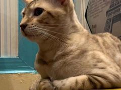 -猫小院猫主题咖啡厅(北锣店)