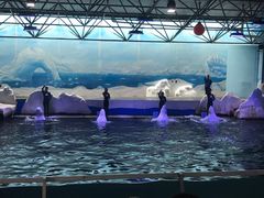 -秦皇岛乐岛海洋王国