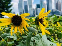 -北外滩滨江绿地