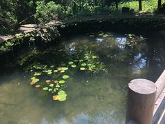 -天目山大树王景区
