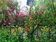 -南汇桃花村