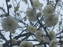 -无锡梅园公园
