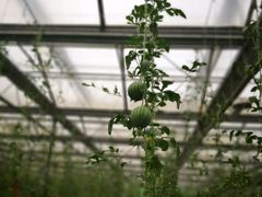 -兰陵国家农业公园