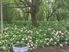-上海滨江森林公园