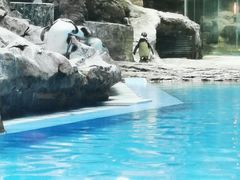 -帝企鹅自助餐厅•儿童岛•真企鹅(长隆企鹅酒店)