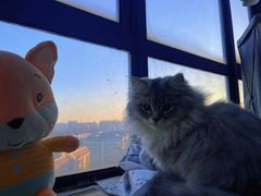 -1013 PET SHOP 宠物商店(近铁城市广场店)