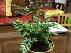 -龙大花卉苗木市场