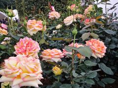 -人民公园(罗湖区)