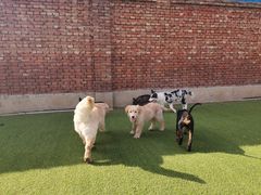 -北京京卫宠物寄养训练中心