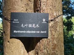 -深圳仙湖植物园
