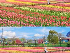 -荷兰花海