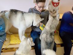 -Husky Go! 哈士奇体验馆·宠物咖啡厅狗咖