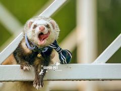 -超宠爱宠物摄影-Super pet