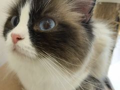 -猫域·湾主题猫咖·宠物吧(南坪城市广场店)
