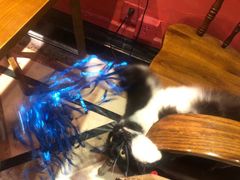 -猫色咖啡·猫咖