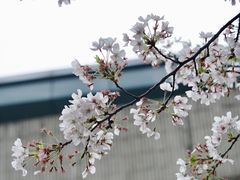 -鸡鸣寺