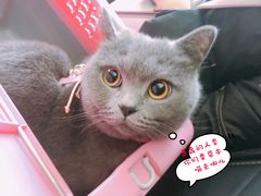 -爱侣宠医·鹦鹉专科·小型哺乳类·异宠专科(灵石路店)