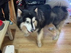 -白兔子密室(长寿路店)