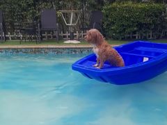 -汪说喵讲宠物乐园宠物酒店(红星美凯龙店)