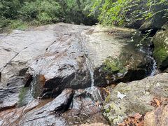 -天目山大树王景区