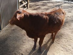 -费瑟代尔野生动物园