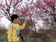 -天适樱花悠乐园