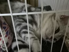 -菲丽丝宠物医院·24小时·猫科中心·免疫点(淮海分院)