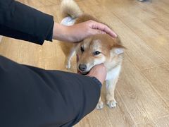 -南京Hallo宠物乐园·哈罗犬舍·柴犬繁育基地