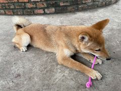 -柴犬高等学院·狗咖·柴犬售卖·宠物训练