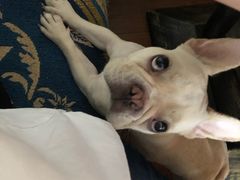 -Meowの猫咖(万家丽店)