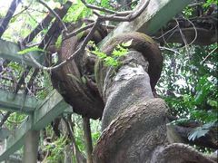 -广西壮族自治区药用植物园