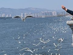 -海埂大坝