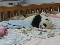 景点-成都大熊猫繁育研究基地