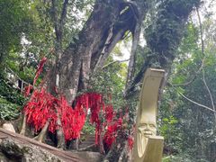 -七仙岭温泉国家森林公园