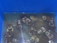 -元银甲·湖北地标美食(汉阳店)