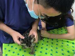 -凯特喵百思猫专科医院