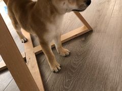 -浣熊柯尔鸭土拨鼠·电玩咖