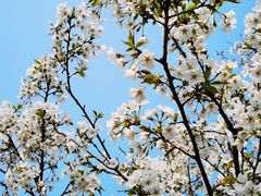 -重庆中央公园(渝北区)