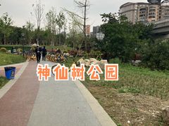 -神仙树公园