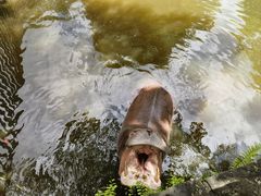 -海南热带野生动植物园