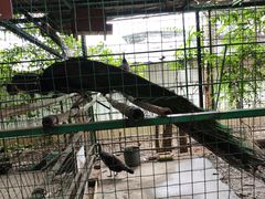 -瑞丽独树成林风景区