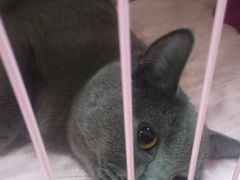 -瑞鹏宠物医院·骨科·猫科·内科(第一中心)