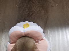 -守诺宠物医院·眼科· 特色牙科·异宠专科(虹口店)