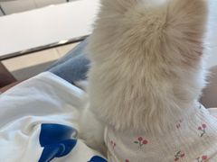 -怪兽屋·羊驼·猫咖·狗咖(俊华广场店)