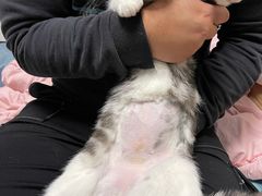 -联合动物医院(光谷诊疗中心)