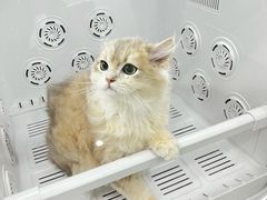 -爱洗澡的猫(天河路店)