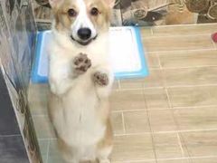 -宠物之家Pets Home 宠物寄养酒店