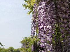-嘉定紫藤园