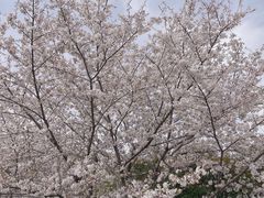 -高东镇樱花园