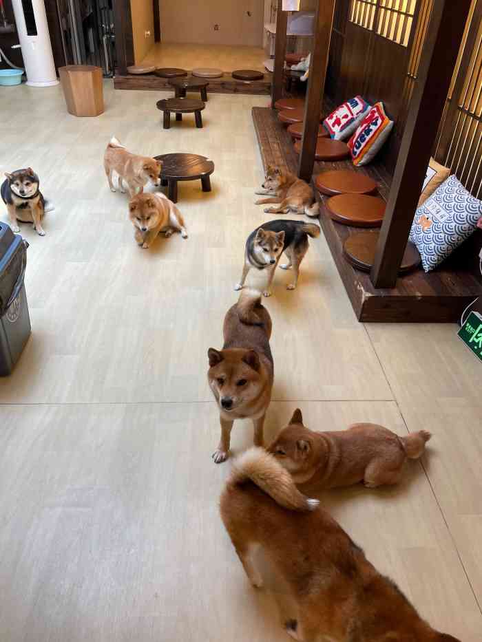 豆柴院子柴犬主题咖啡馆(798店)-"店面很整洁没有异味,那么多只小可爱